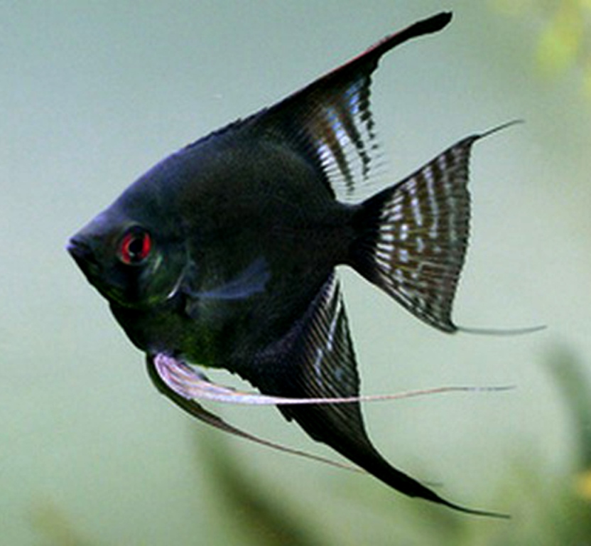 Angelfish - Red Eye Double Black - Extra Large Angelfish - Red Eye Double Black - Extra Large